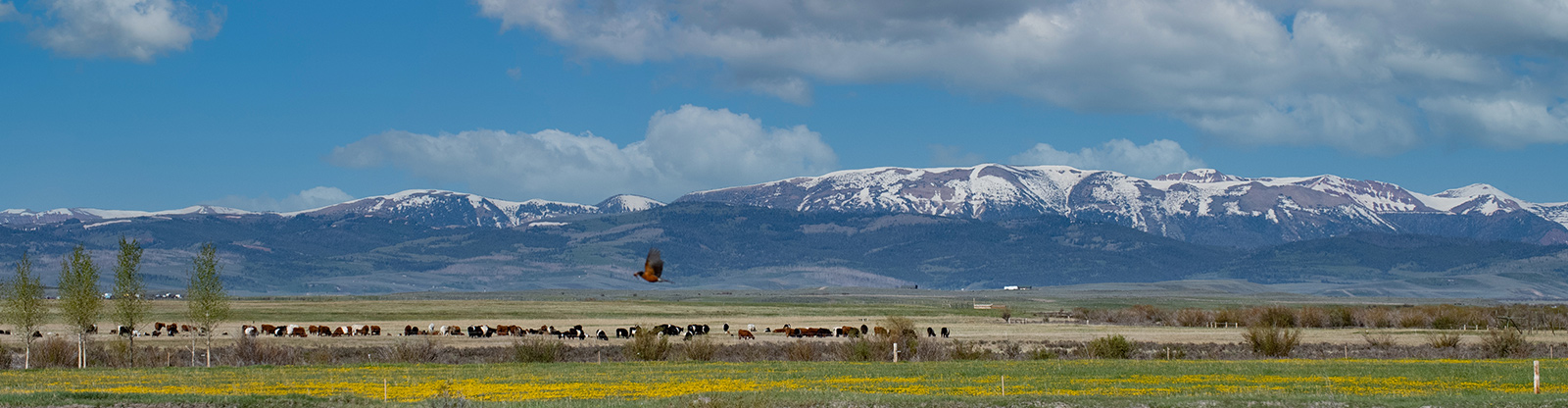 Jackson Hole Land Trust / photo credit Arnie Brokling